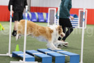 Novice Standard